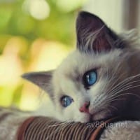 Liễu Thùy My - Thành viên SV88