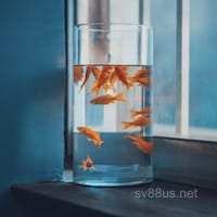 Mai Xuân Trang - Người chơi SV88